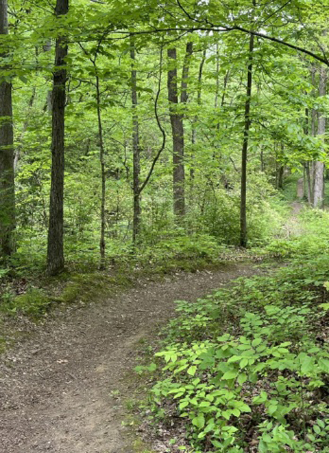 hiking trail image