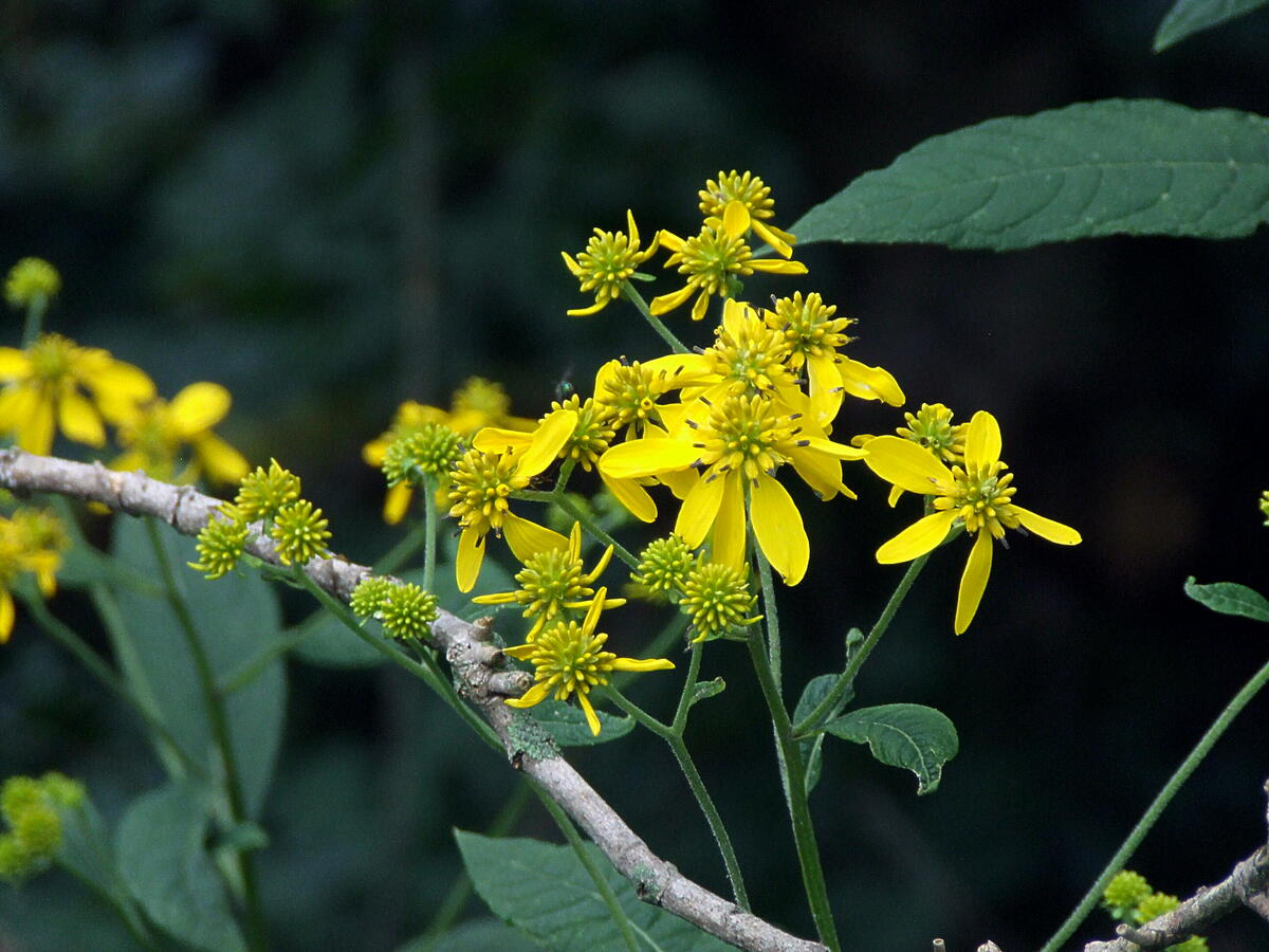 Yellow flowers