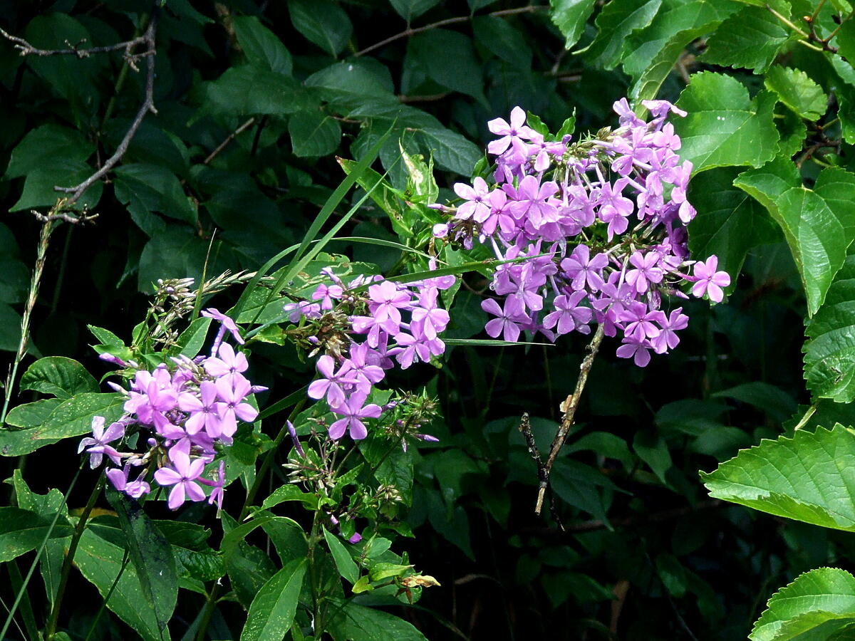 Purple flowers