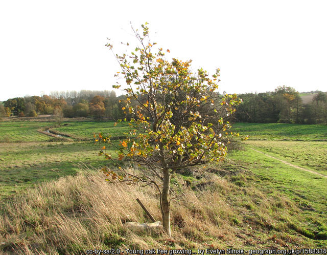 Young oak tree by path