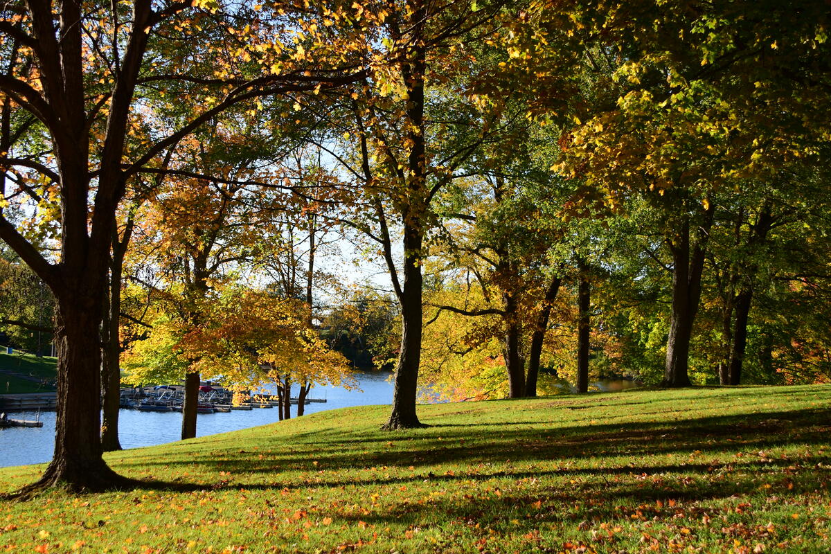 Lakeshore with trees